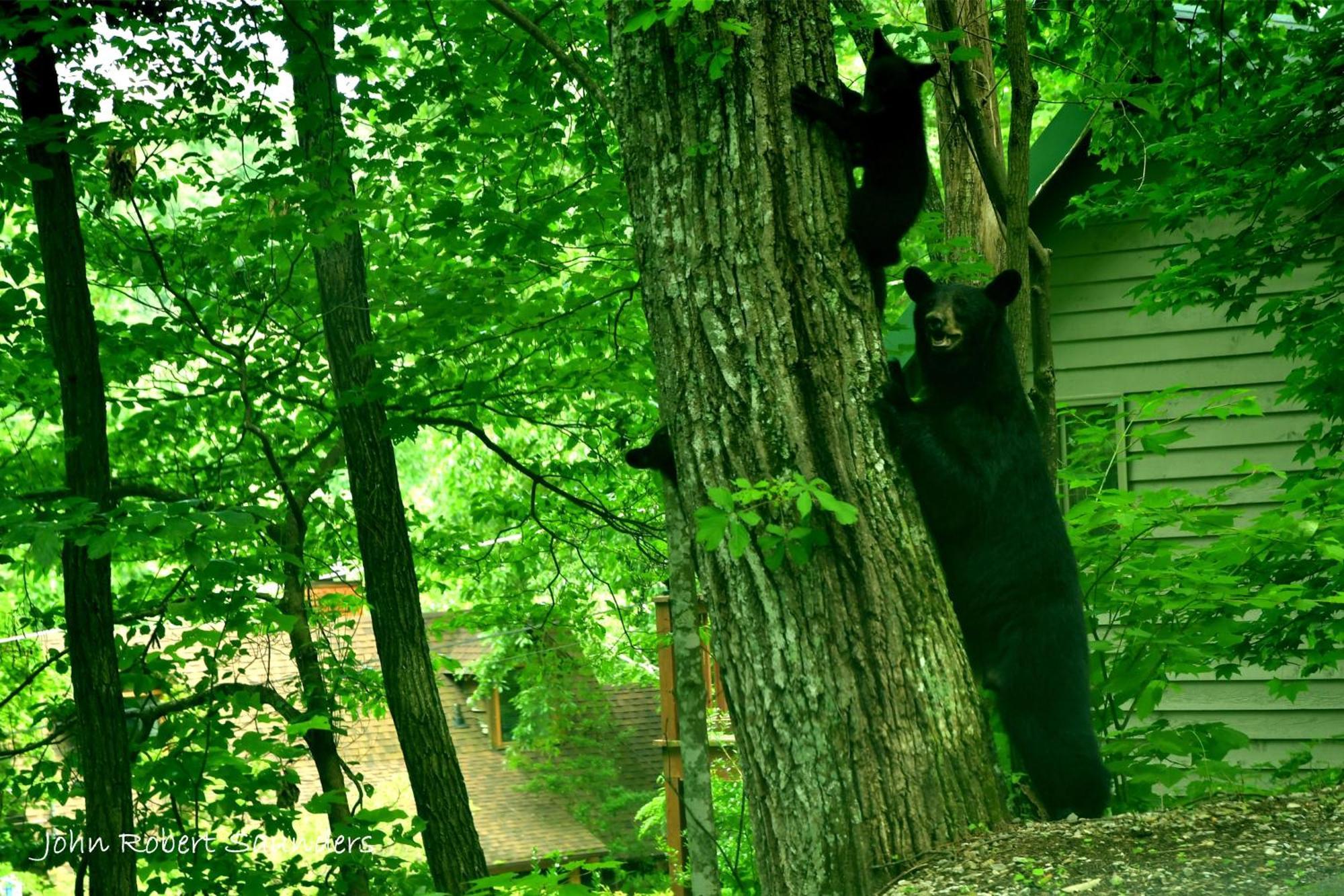 Villa Wild Thing #1525 Gatlinburg Exterior foto